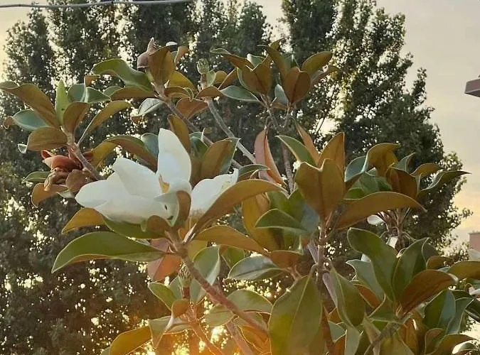 комплекс комитите